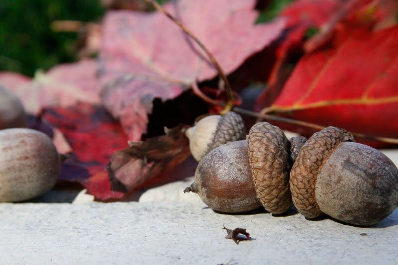 fall,leaves,october,acorn,dog,limelight