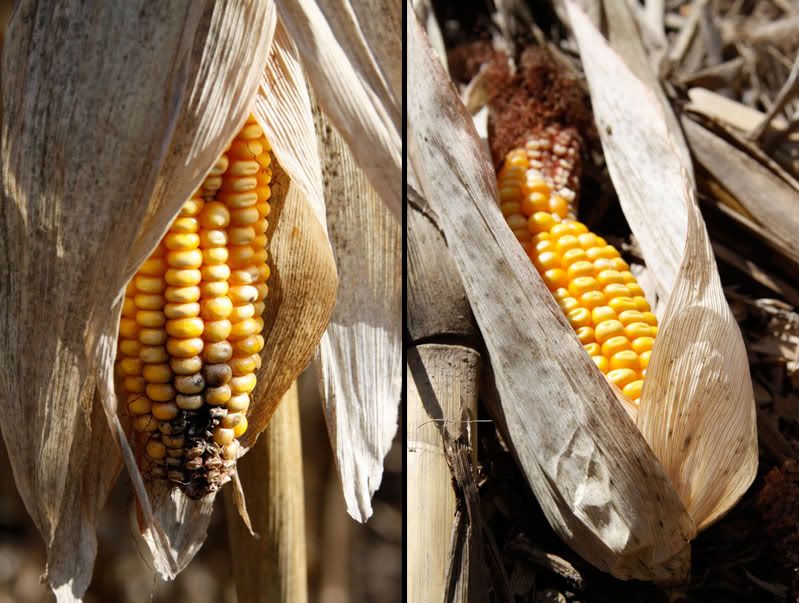 fall,leaves,birthday,nature,flowers,corn maze,kitten