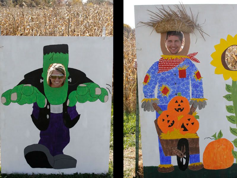 fall,leaves,birthday,nature,flowers,corn maze,kitten