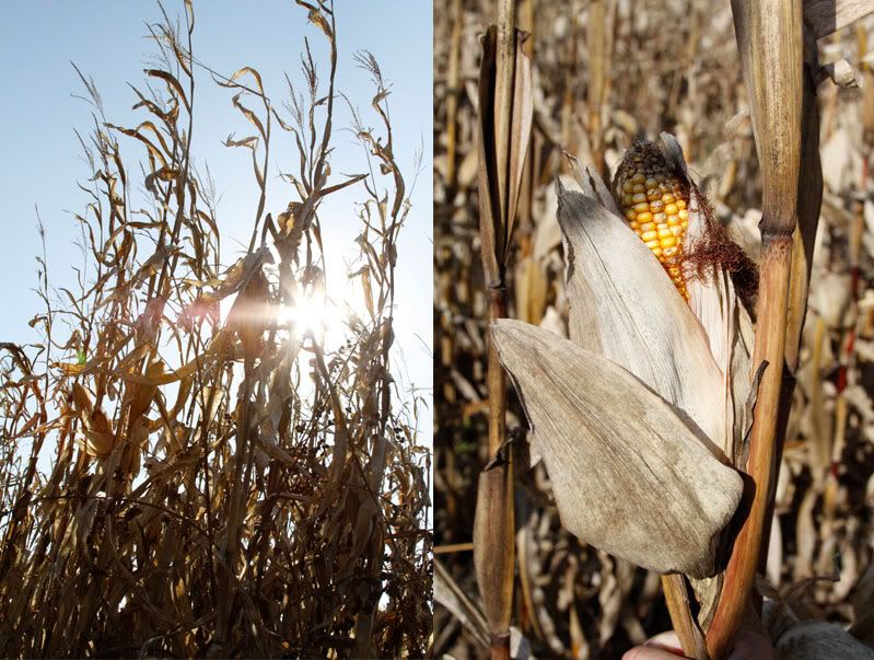 fall,leaves,birthday,nature,flowers,corn maze,kitten