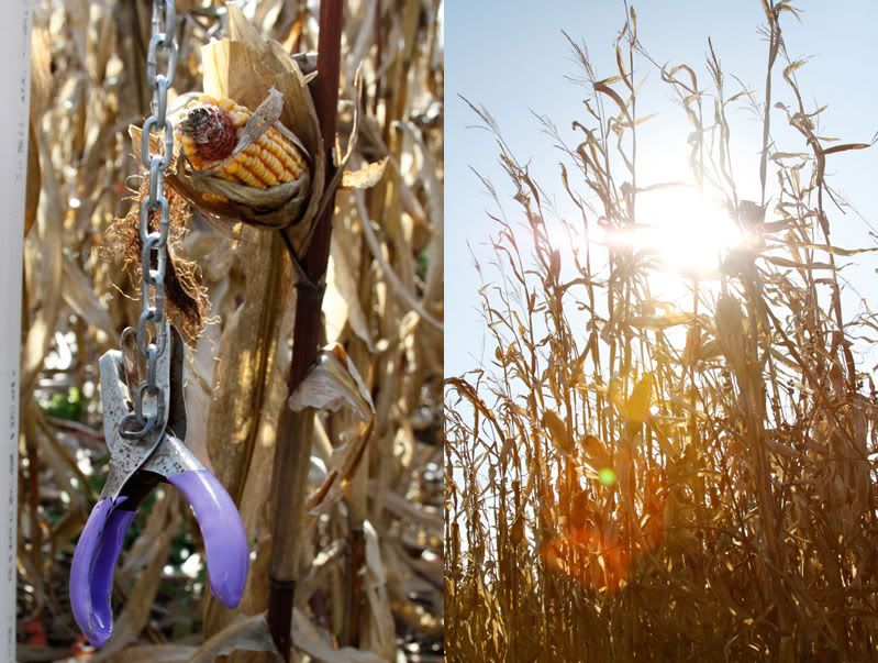 fall,leaves,birthday,nature,flowers,corn maze,kitten