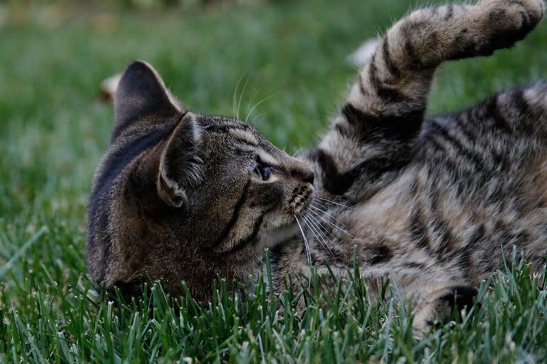 fall,leaves,birthday,nature,flowers,corn maze,kitten