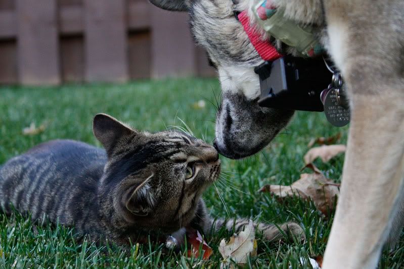 fall,leaves,birthday,nature,flowers,corn maze,kitten