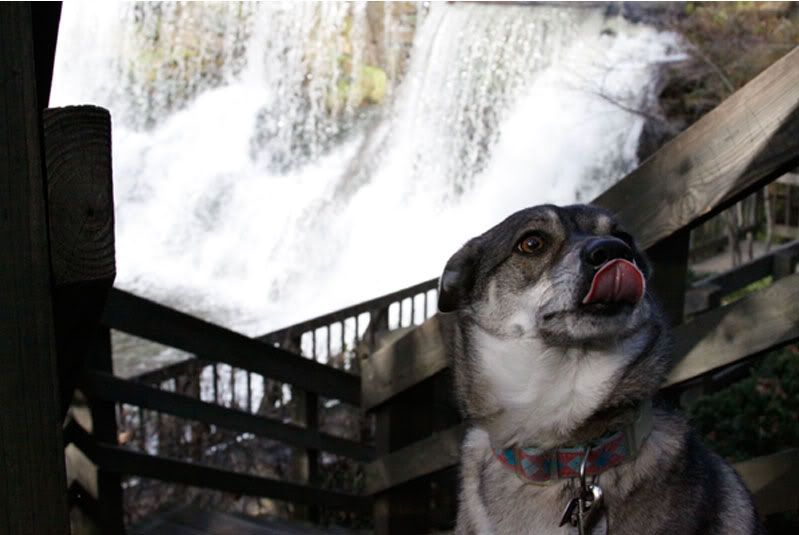 fall,2010,walk,daisy,dog,leaves,waterfalls,stores,goose