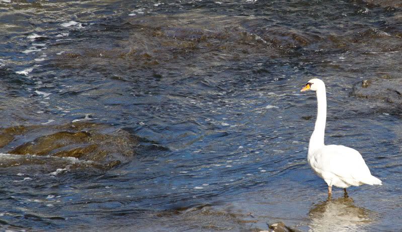 fall,2010,walk,daisy,dog,leaves,waterfalls,stores,goose