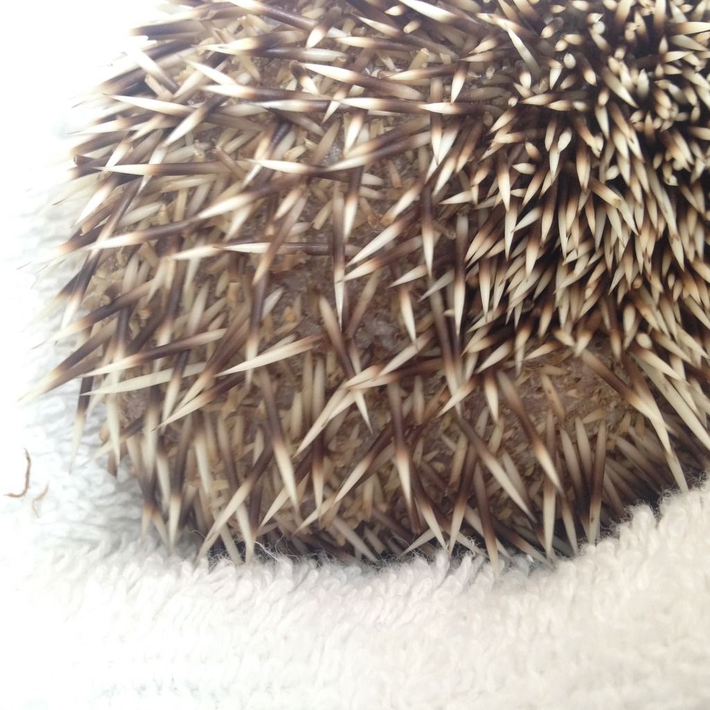 Quills snapping & bald spot? (pic included) help! Hedgehog Central
