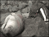 th_Penguin_wakes_seal.gif image by tinalutinalu