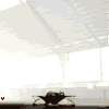 http://i956.photobucket.com/albums/ae43/tinalutinalu/th_th_bouncingelephant.gif?t=1301946202