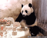 http://i956.photobucket.com/albums/ae43/tinalutinalu/th_th_sneezing-panda.gif?t=1300044968