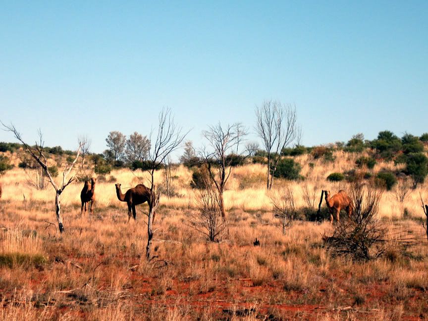 Camels.jpg