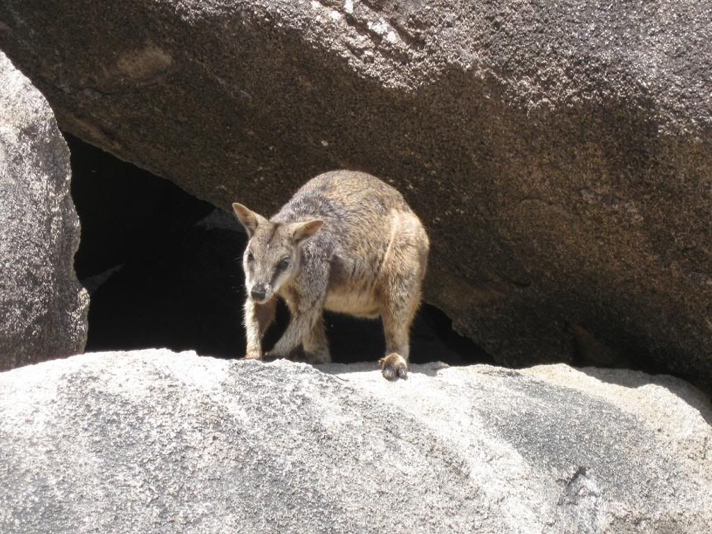 09RockWallaby.jpg