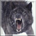 DireWolf_zps8af0e330.png