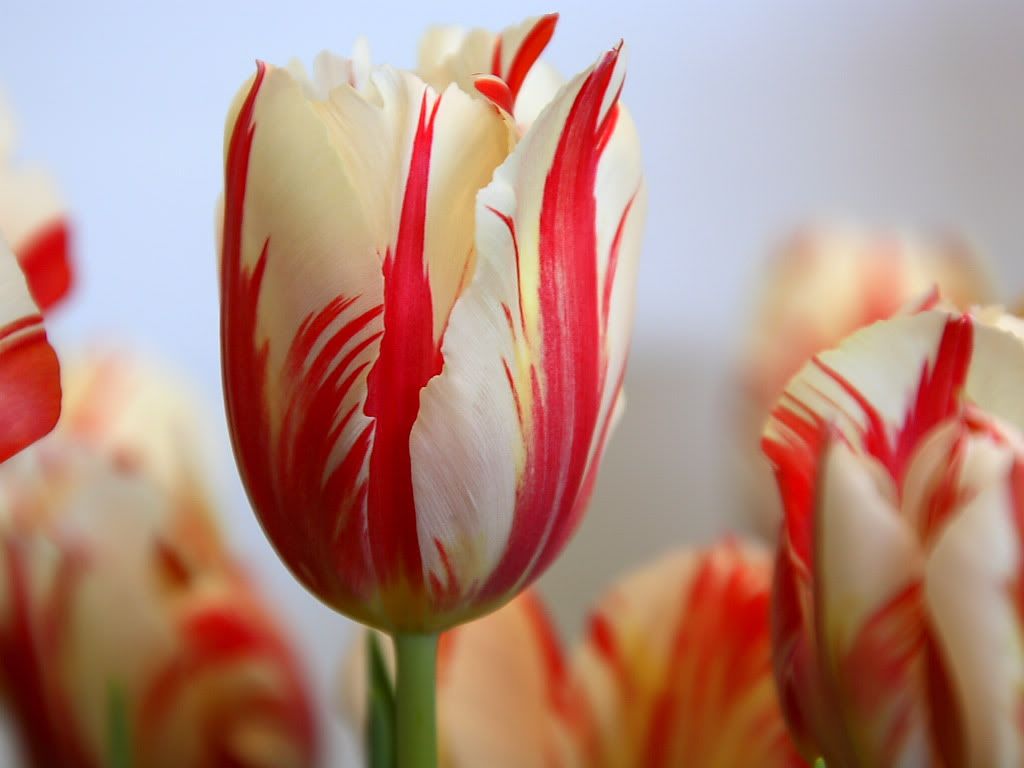 Nature_Flowers_Red_striped_tulip__F.jpg