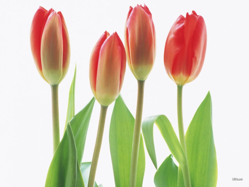flower-tulip-3.jpg