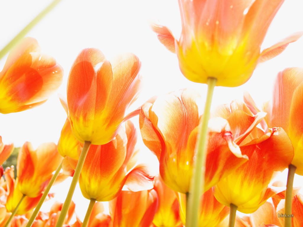 flower-tulip-5.jpg