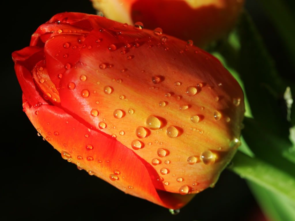 flower-tulip-water-drop2.jpg