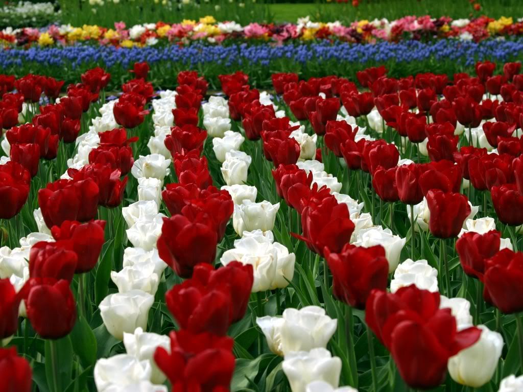 morozov-tulip4.jpg