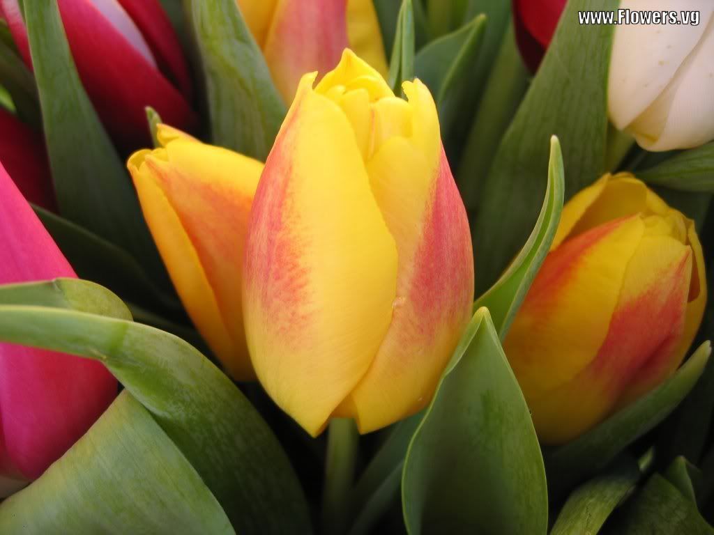 tulip-yellow-pink.jpg