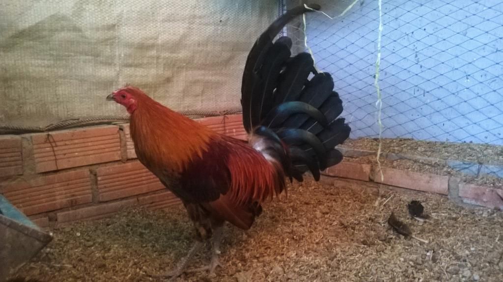 Cần tìm 1 tre mỹ ko quá 1kg1 - 1