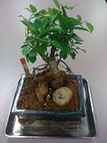 IMAGE(http://i956.photobucket.com/albums/ae50/marsman61/Bonsai/Double%20Ficus/th_44f93b98.jpg)