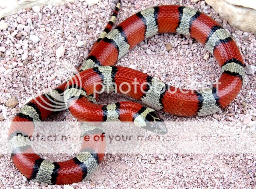 Milk Snake Pictures, Images and Photos