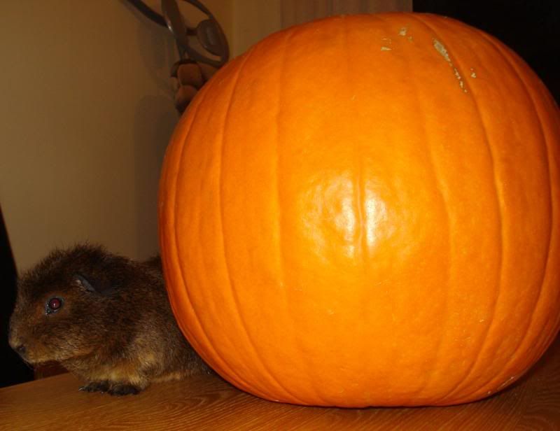 Picture668.jpg