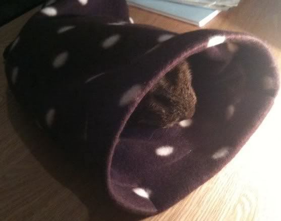 snuggie3.jpg