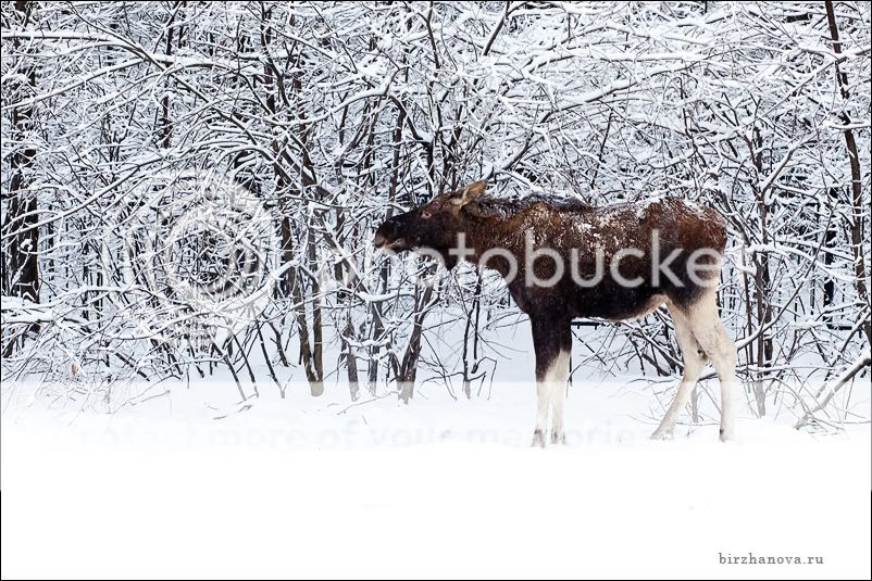 детский фотограф Биржанова Юлия