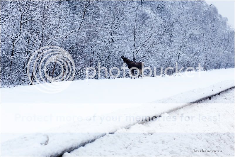 детский фотограф Биржанова Юлия